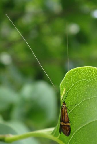 Nemophora degeerella